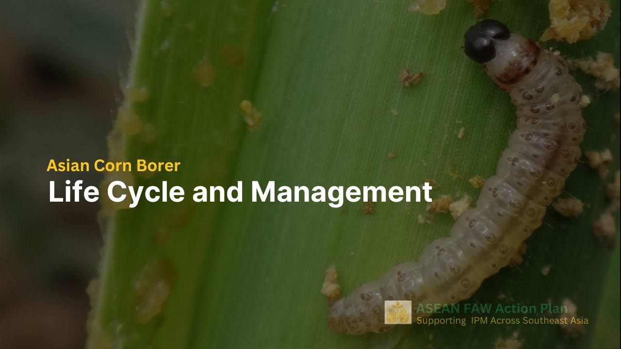 The Life Cycle and Management of the Asian Corn Borer