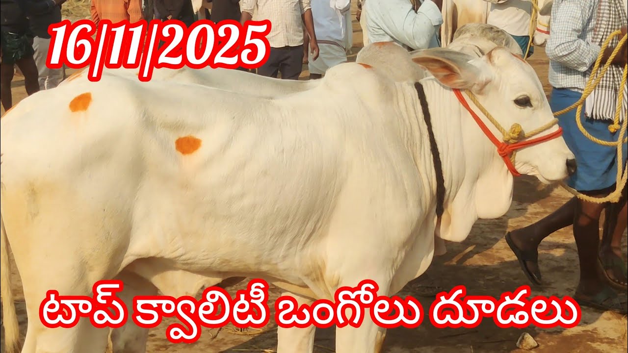Kodada Bulls market today | 16/11/2025 కోదాడ సంత లో ఒంగోలు పాల పళ్ళ దూడలు #kodad santha 
