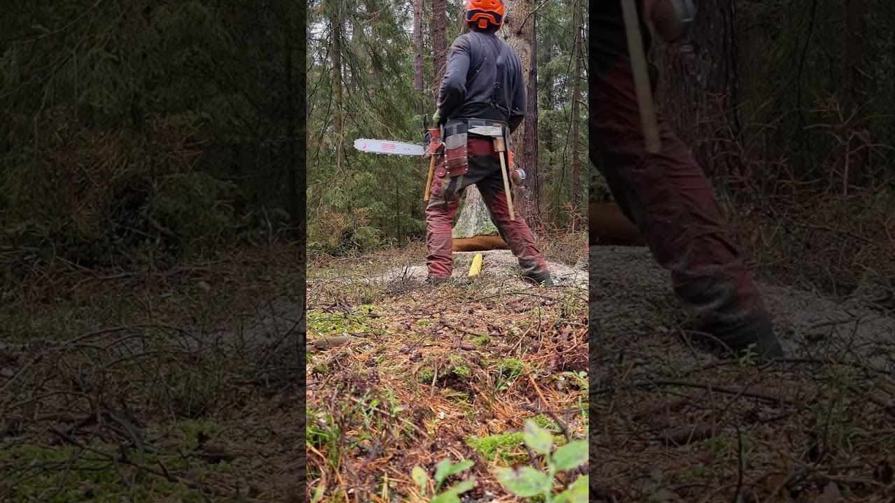 Käferfichte fällen mit der Husqvarna 262XPG. Läuft nicht immer alles nach Plan 😀.
