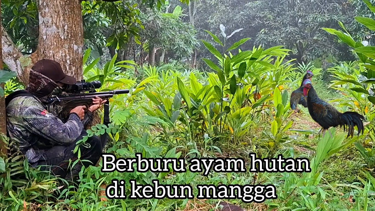 BERBURU  AYAM HUTAN 🔴 JELANG PUASA 2026 POIN ..TELAK 