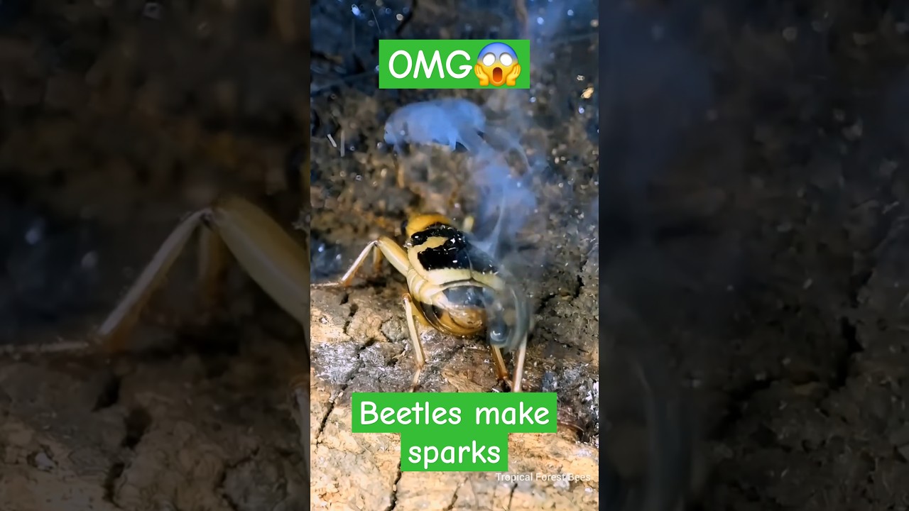 Beetles Make Fire From Their Butts😱 - Black Ants Catch the Wrong Prey🥶 #bombardier #ants