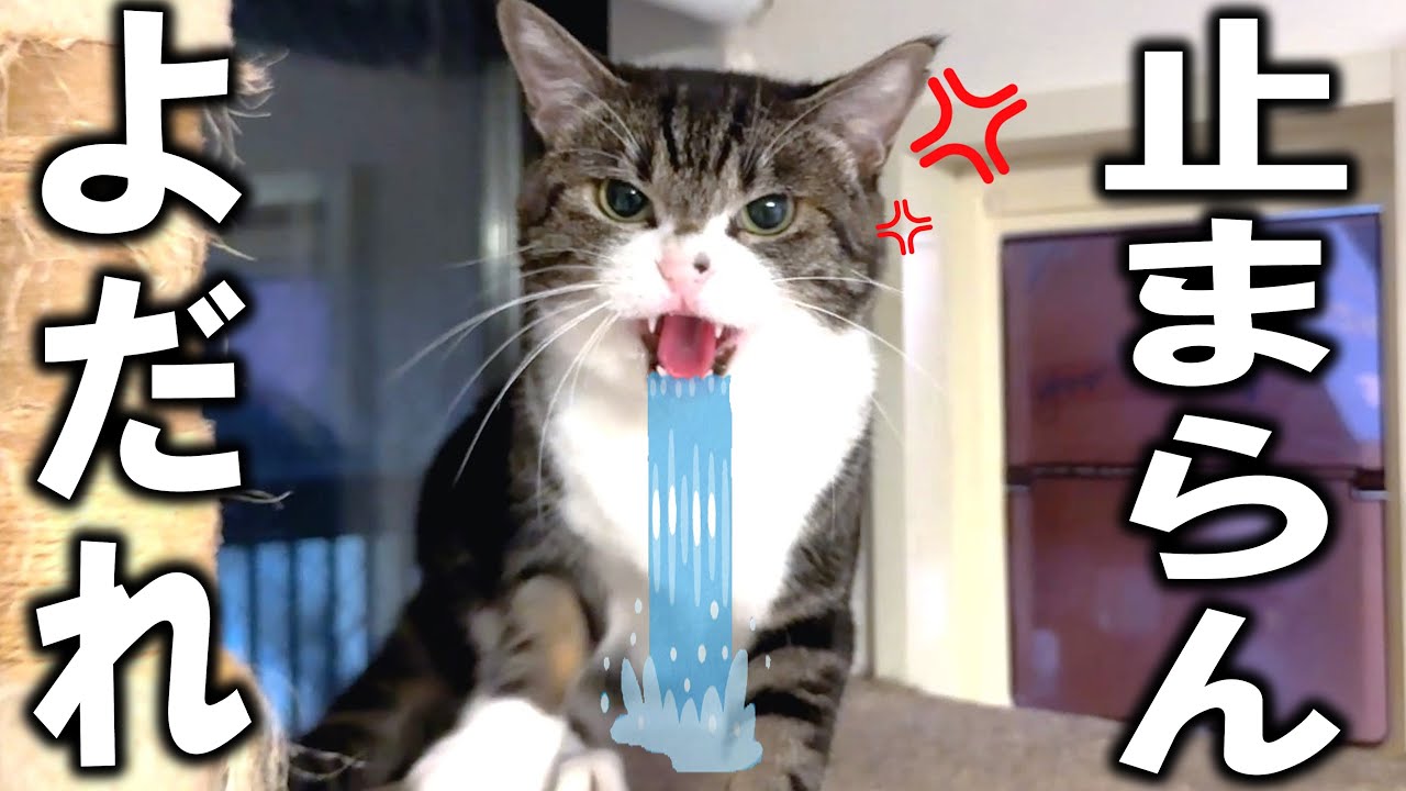 人馴れ修行中の凶暴猫、初めてのマタタビでぶっ壊れてしまった&hellip;！
