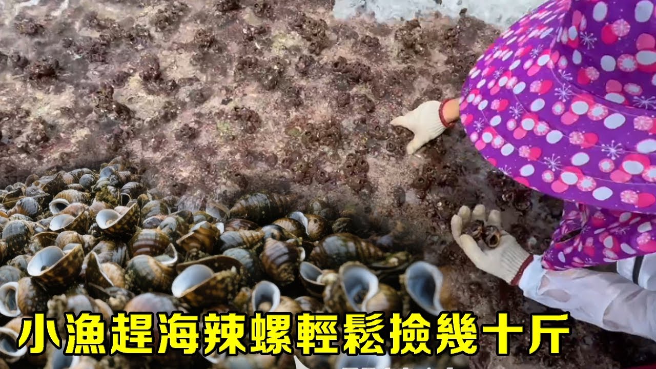 小漁在外海發現趕海寶地，滿級海螺密密麻麻，隨手輕鬆撿幾十斤，這下發財了【漁小仙】