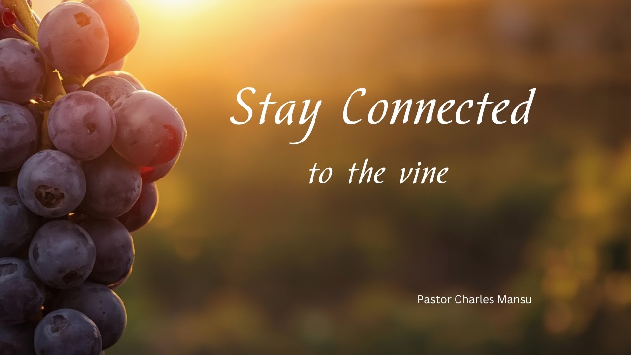 Stay Connected To The Vine