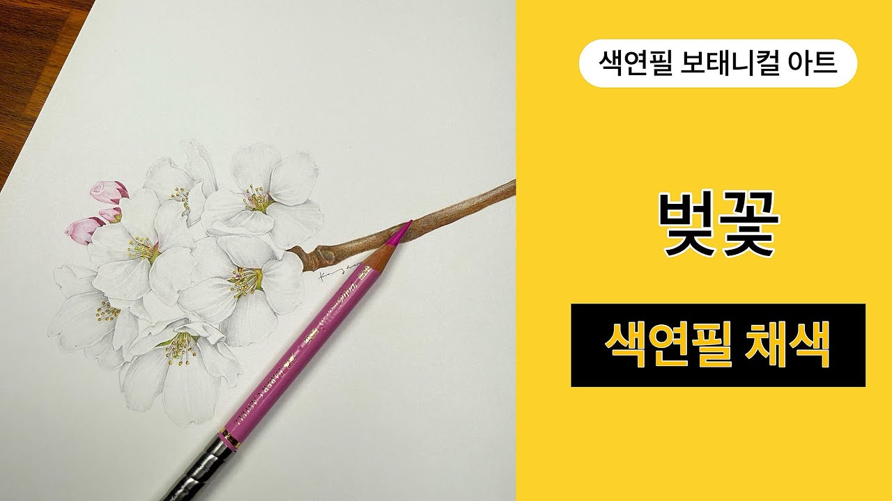 색연필기초/벚꽃2편/색연필 채색편/색연필 보태니컬아트 /흰꽃 깔끔하게 색 올리는 방법/colored pencils botanical art
