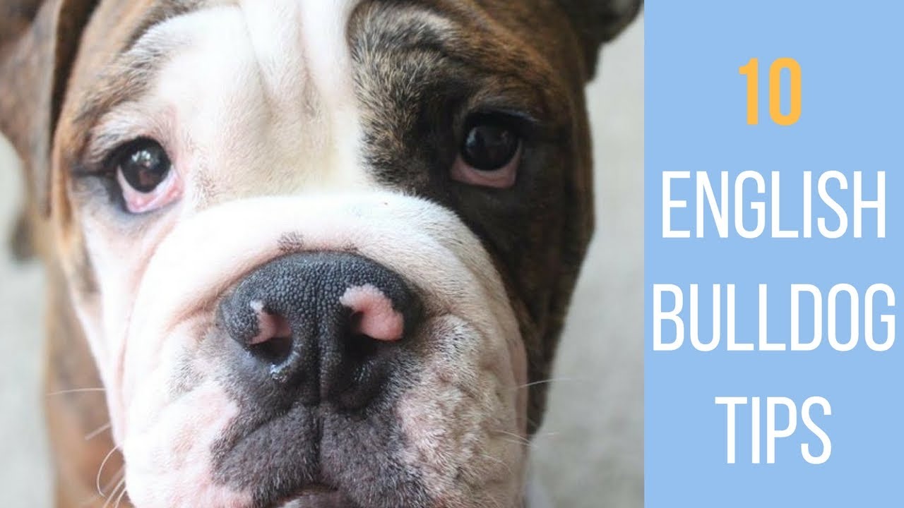10 Tips for Caring for your English Bulldog | Laura-Lee
