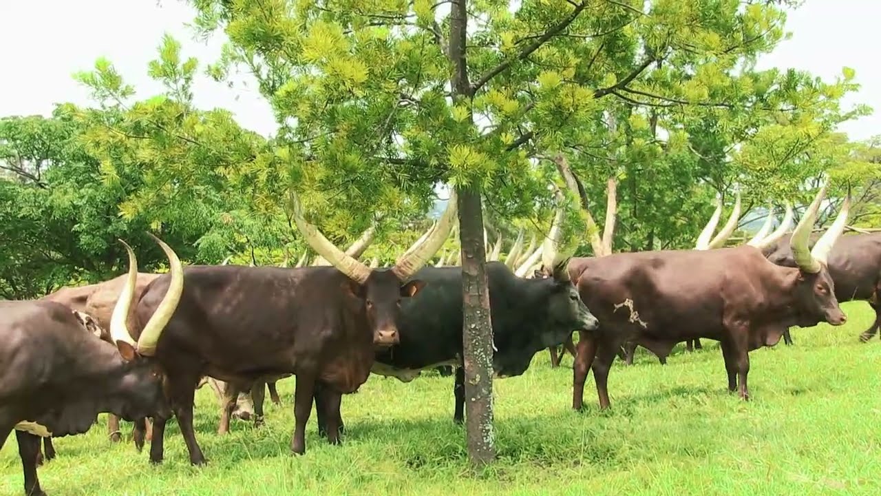 IREBERE  UBWIZA BW'INKA Z'INYAMBO | IBIRORI BYO KUMURIKA INYAMBO I NYANZA / RWESERO | INYAMBO PARADE