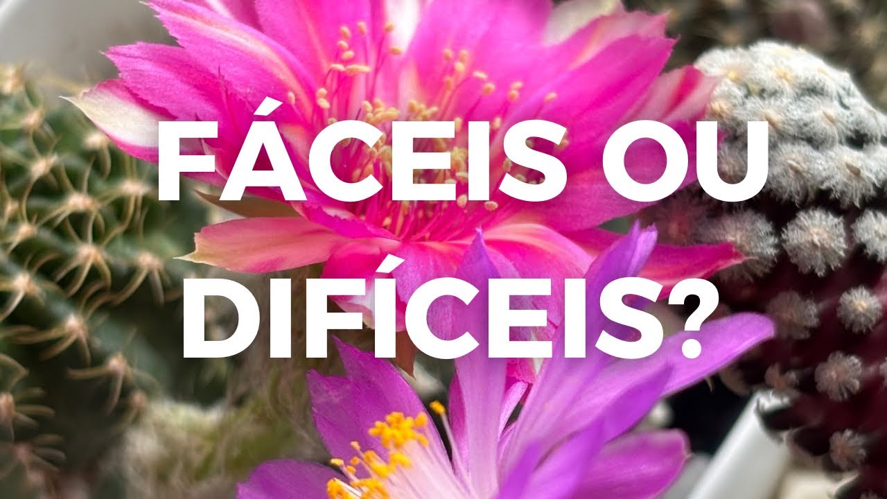 5 cactos fáceis e 5 cactos difíceis de cultivar (minha experiência polêmica)
