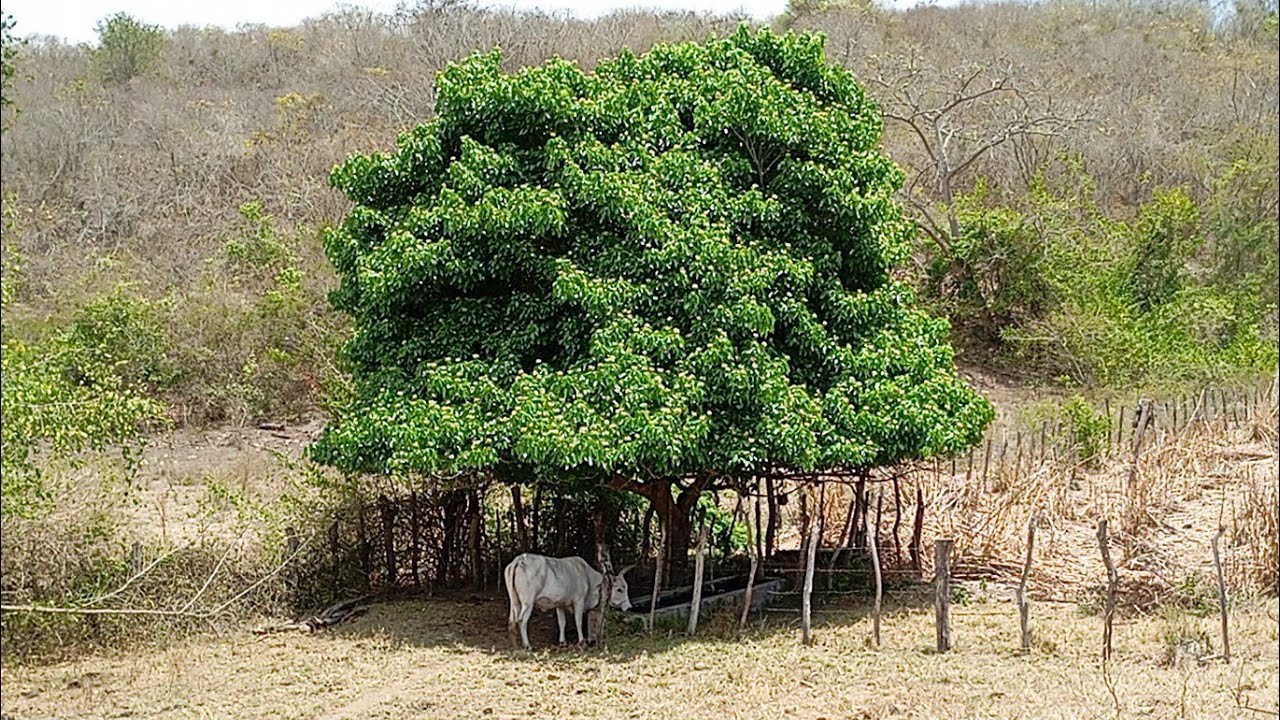 O gado se protege dá seca na caatinga paraibana#sitio#vidanaroça