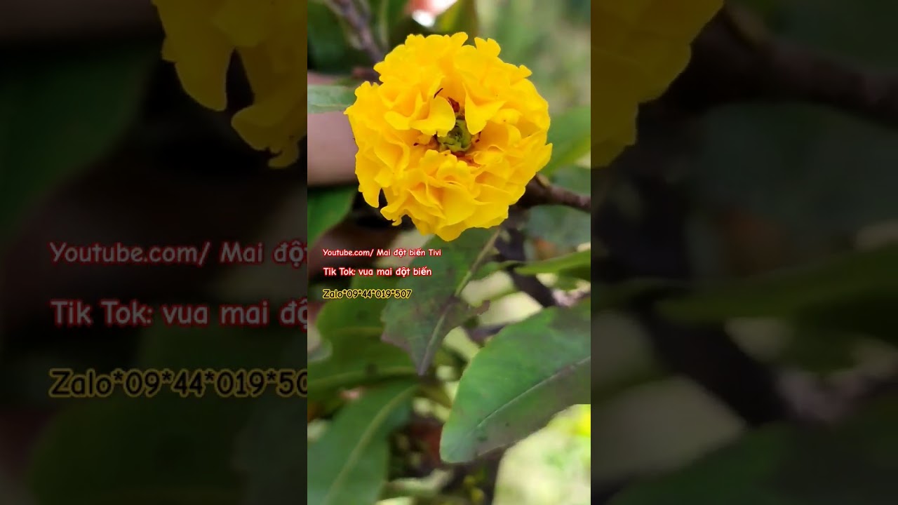 Hoa mai Đẹp, Độc lạ #maivangdocla #maidotbien #bonsai