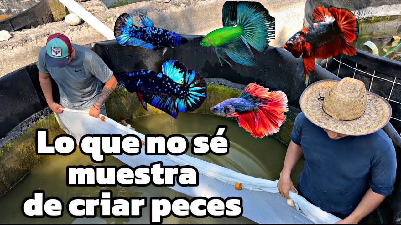 EL TRABAJO DETRÁS DE LA CRIANZA DE PECES DE ORNATO - ZACA BETTAS