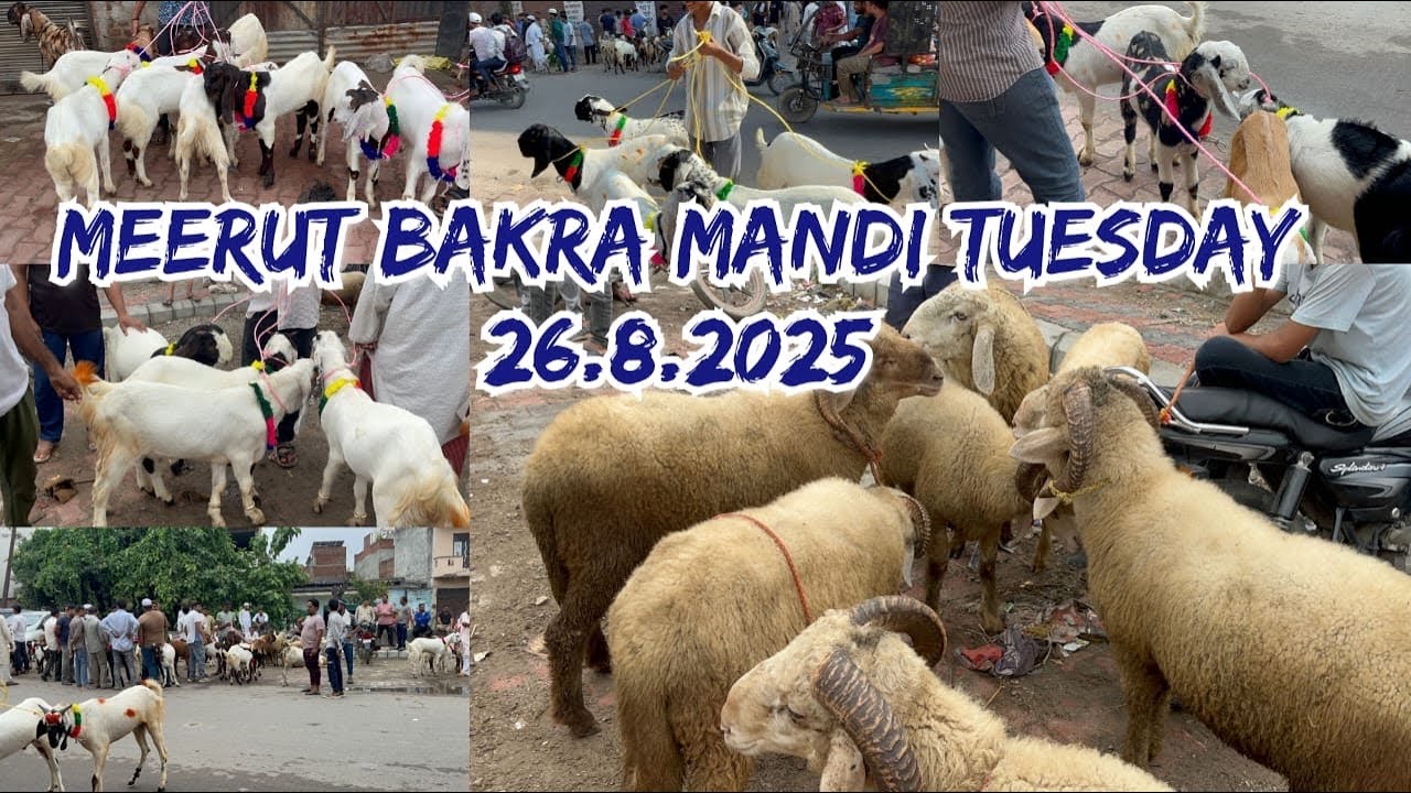 Meerut Bakra Mandi 26 August 2025 #viralvideo #goat #azharvlogs #viralvideo #bakramandi #meerut #bak