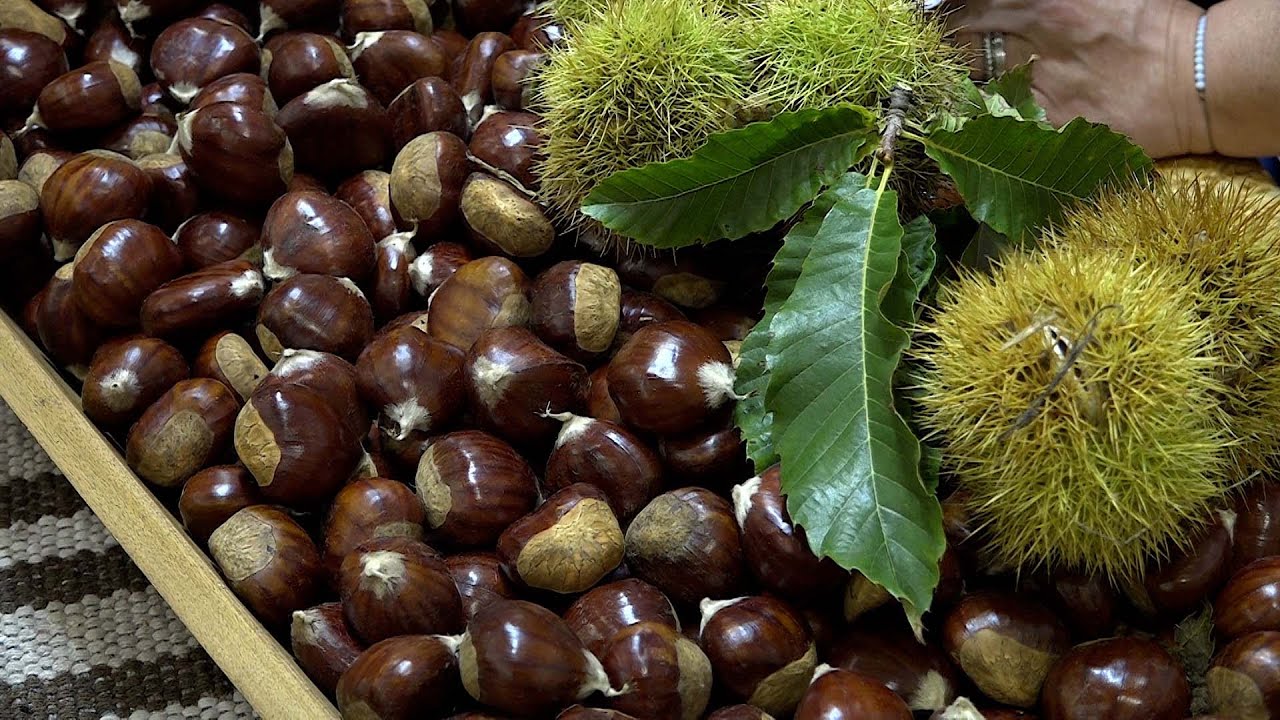 XXXII Festa da Castanha em Sernancelhe