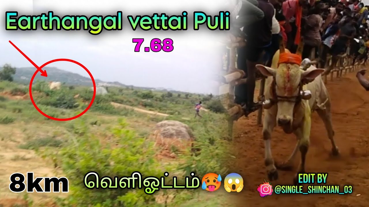 Earthangal vettai Puli 7.68வெளிஓட்டம் 😱🥵8km#support #bull #bulllovers