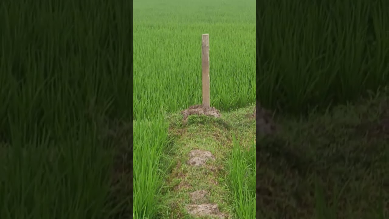 গাজীপুর সিটি কর্পোরেশন বোর্ডবাজারে৷ চার লক্ষ পঞ্চাশ হাজার  হাজার প্রতি কাঠা জমি 