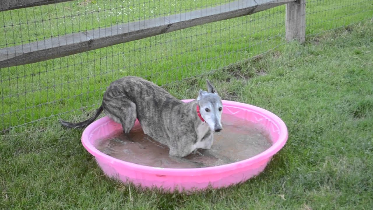 Izzy having a blast in the front yard!