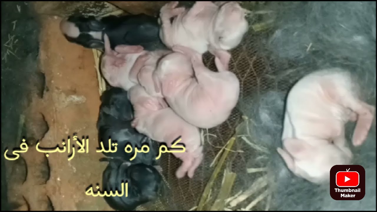 كم مره تولد الارنبه في السنه وكم عدد الخلفات#rabbit