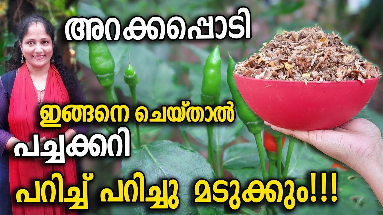 അറക്കപ്പൊടി ഏത് ആയാലും ഒറ്റ മാസം കൊണ്ട് കമ്പോസ്റ്റ് ആകാൻ !| Easy Quick Wood chips Compost  Malayalam
