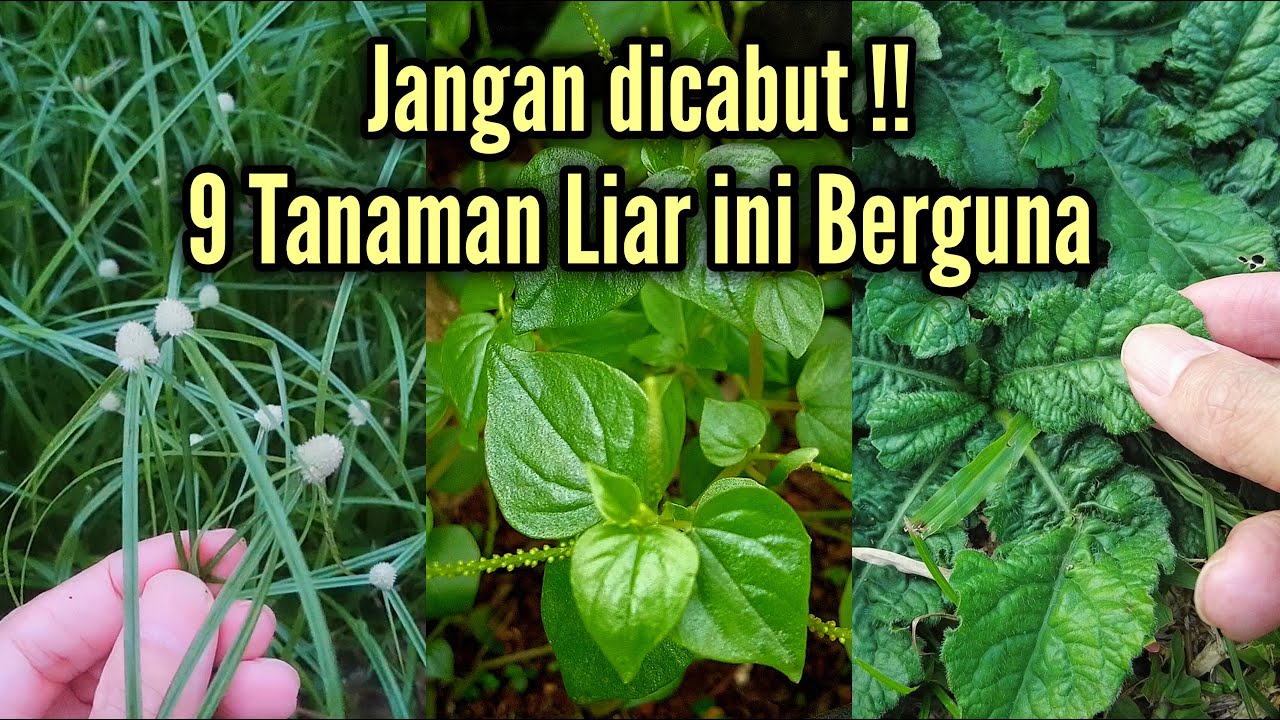 Banyak Khasiatnya !! Inilah 9 Tanaman Liar Yang Bermanfaat Bagi Kesehatan