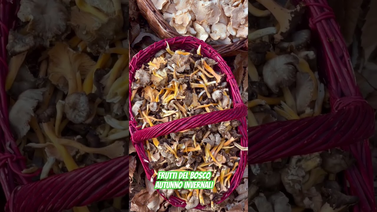 Frutti del bosco autunno invernali 