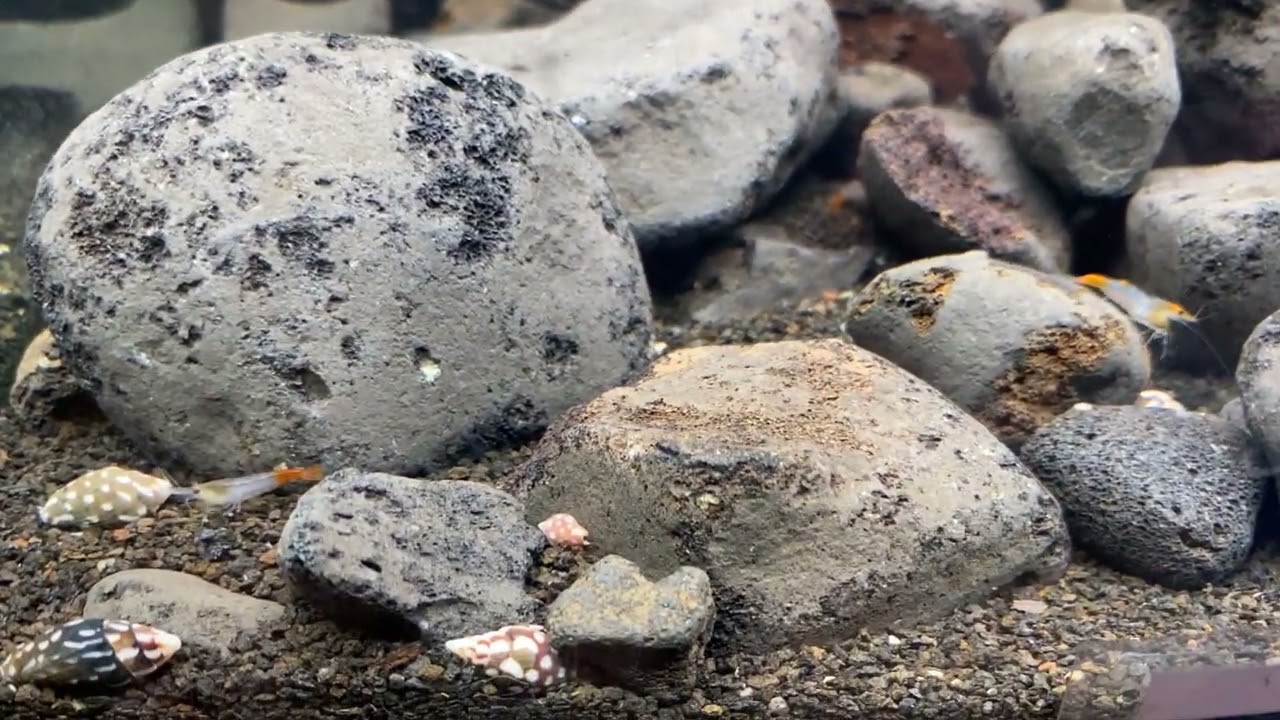 Fredagsfilm - Hardscapes, planter og rejer i rejeakvarierne!