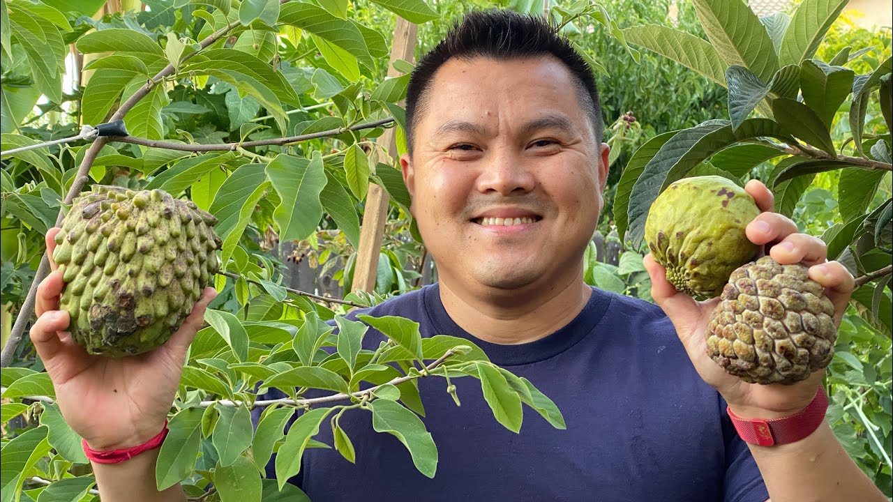 Cherimoya, Atemoya, Sugar Apple, Soursop, Ilama and Paw Paw Trees in the Fresno/Visalia Area