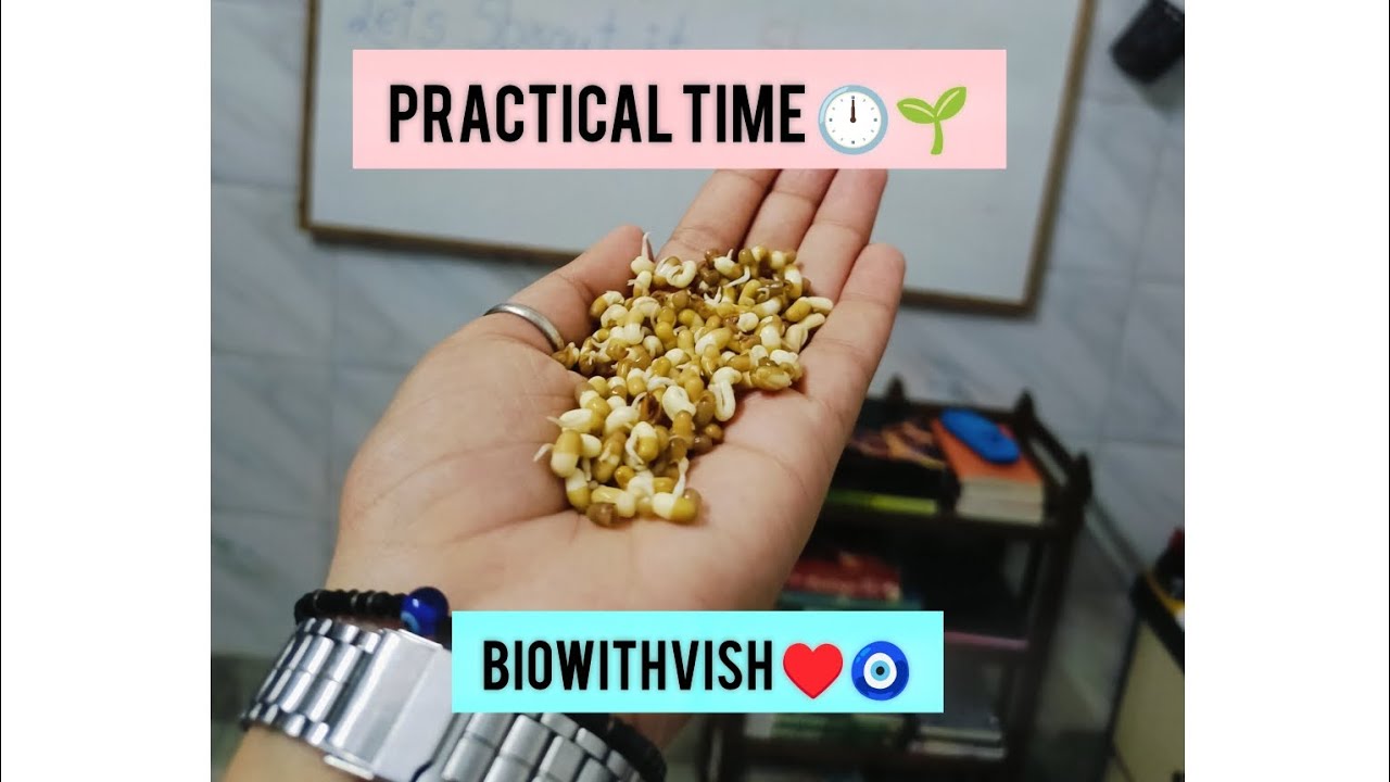 Want to see how life begins from tiny seeds ? Let's sprout it🌱 #biowithvish #germination #sprouting