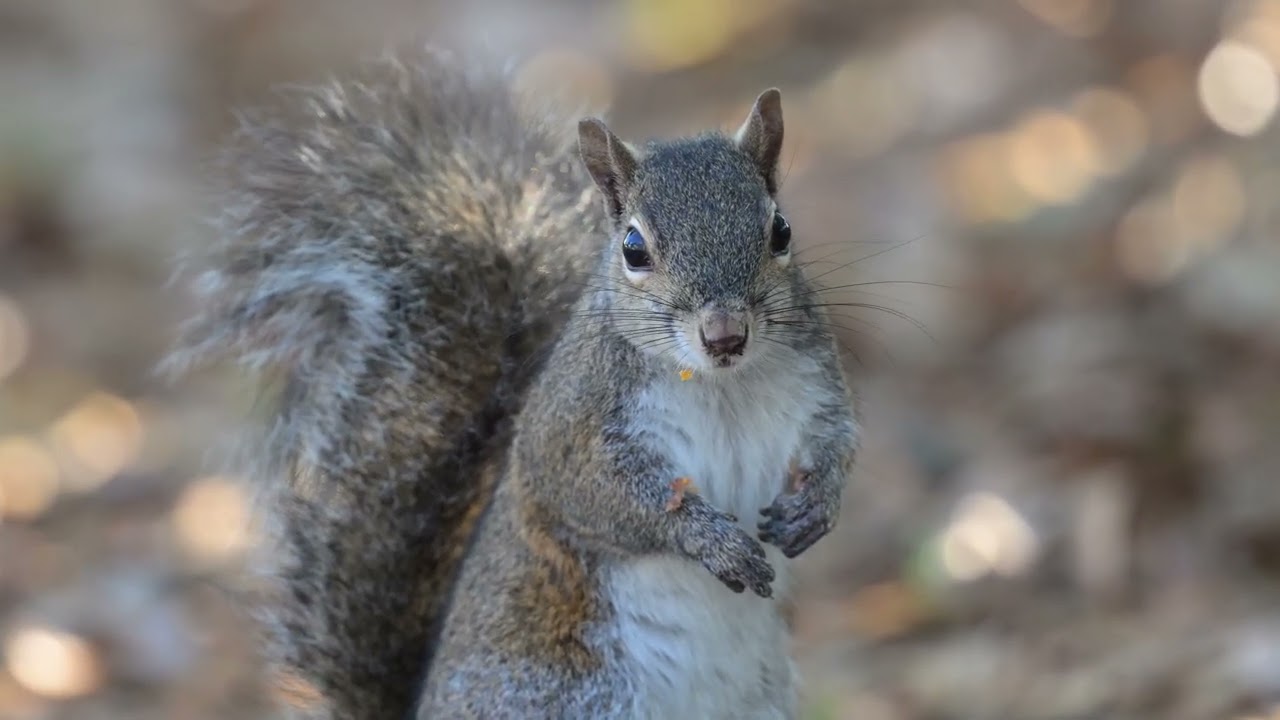 Squirrel in downtown Pensacola, 4k 120fps Z9