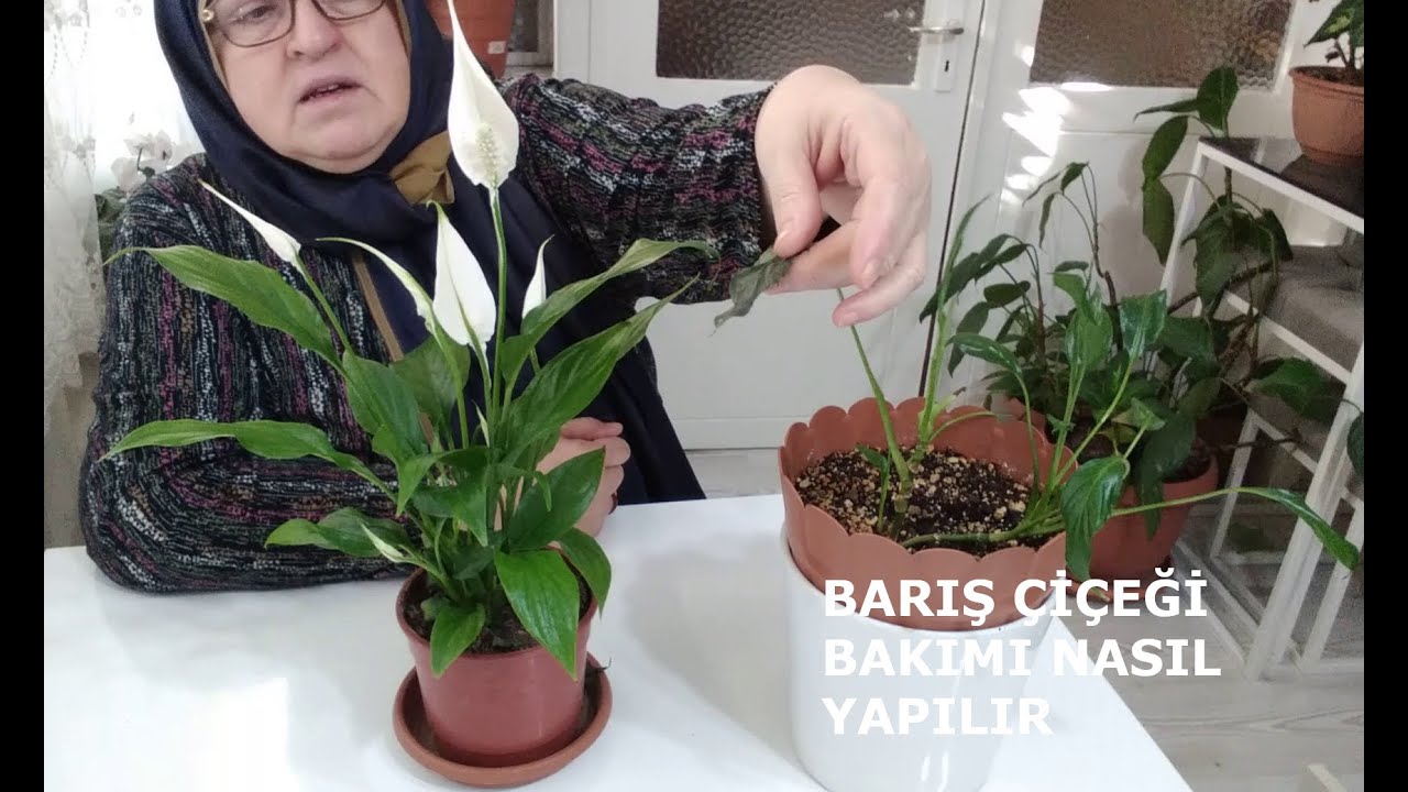 SULAMASINDAN SAKSI DEĞİŞİMİNE, BARIŞ ÇİÇEĞİ ( YELKEN ÇİÇEĞİ) BAKIMIYLA İLGİLİ BİLMENİZ GEREKENLER.
