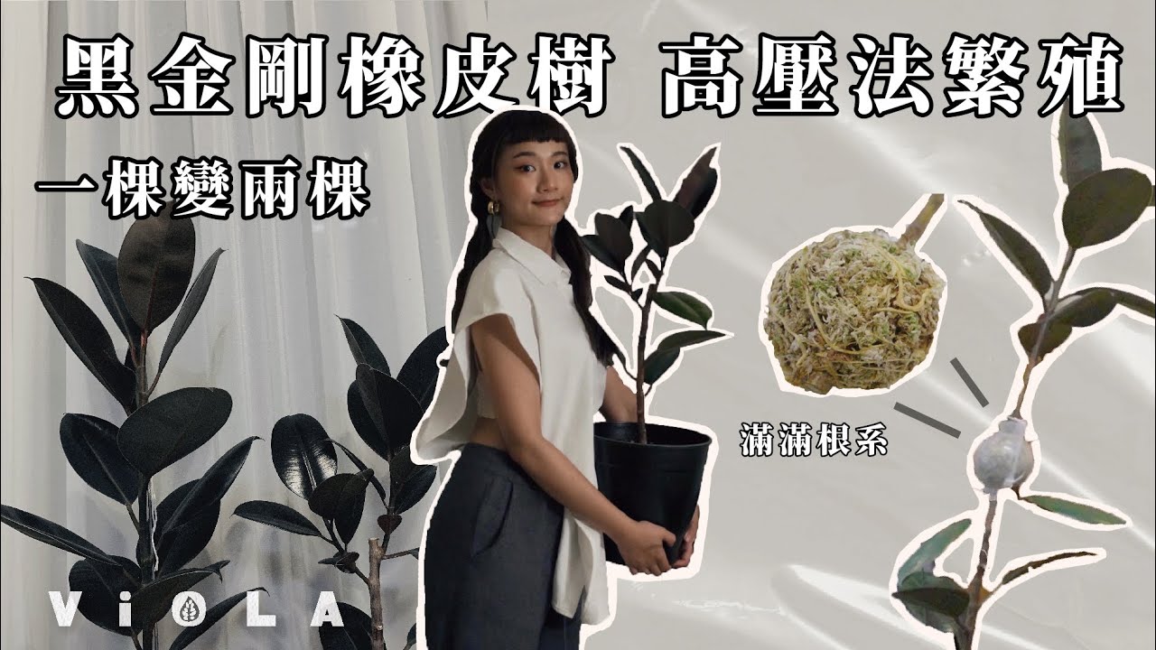 【黑金剛橡皮樹繁殖】把我的一棵樹直接變兩棵，高壓法繁殖分享｜Viola的生活