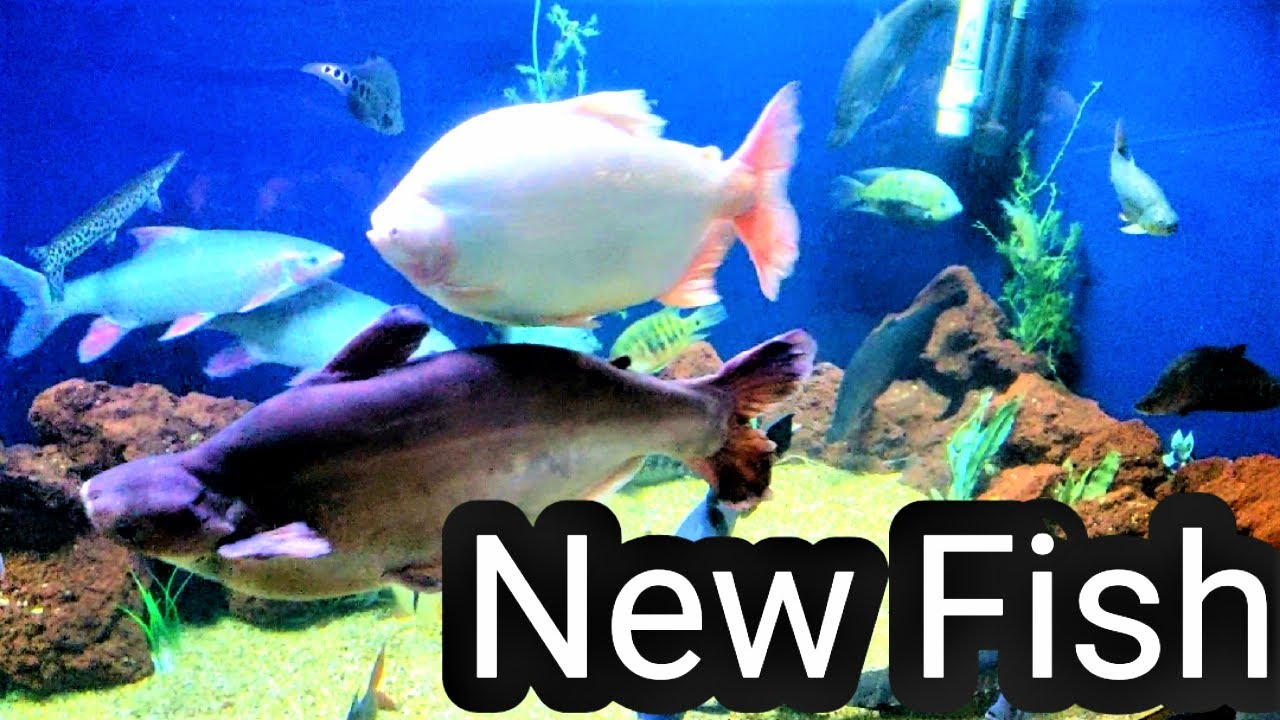 Getting new FISH - monster fish  - Ohio Fish Rescue