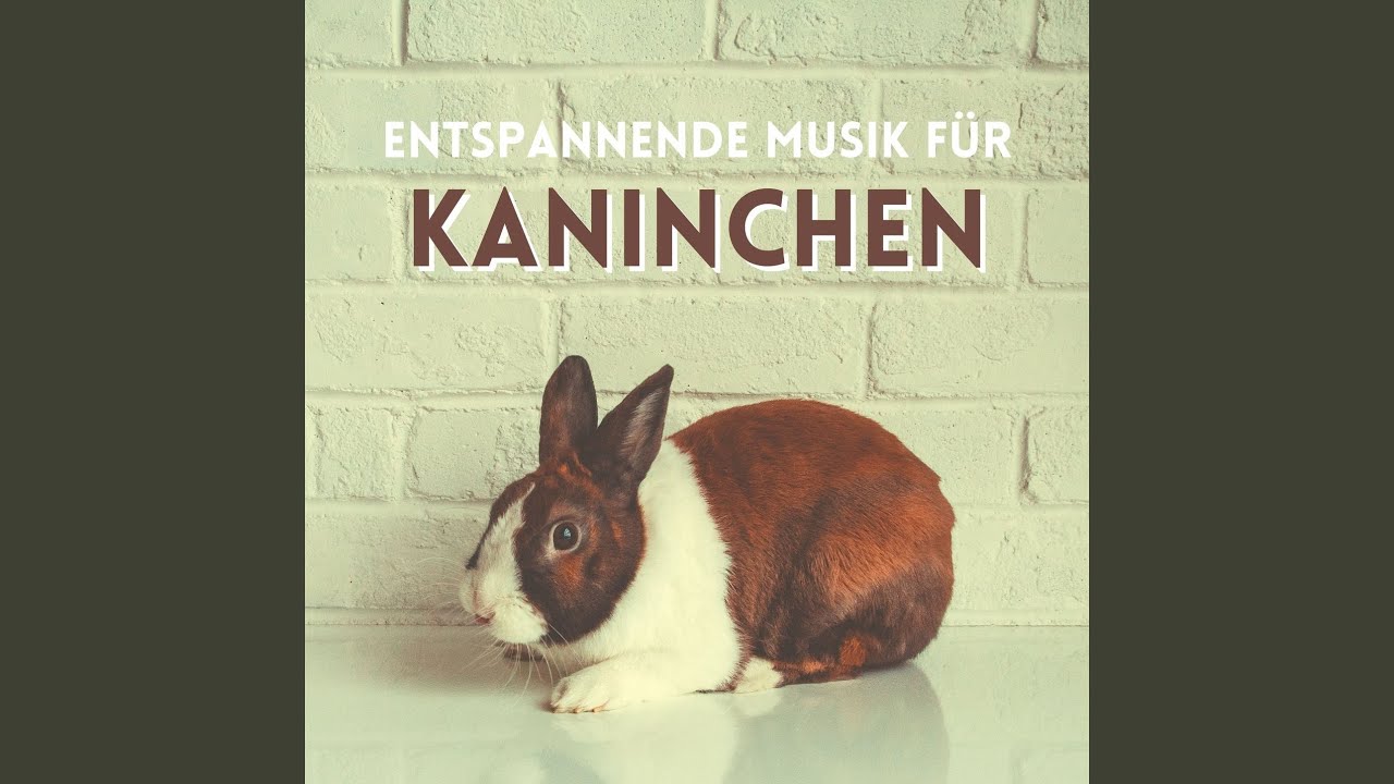 Entspannende Musik für Kaninchen