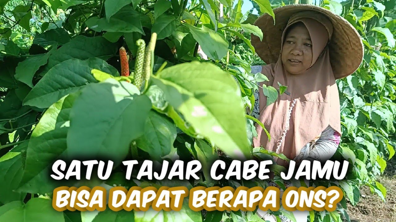 Panen Cabe Jamu‼️Bisa Dapat Segini Dalam Satu Tajar