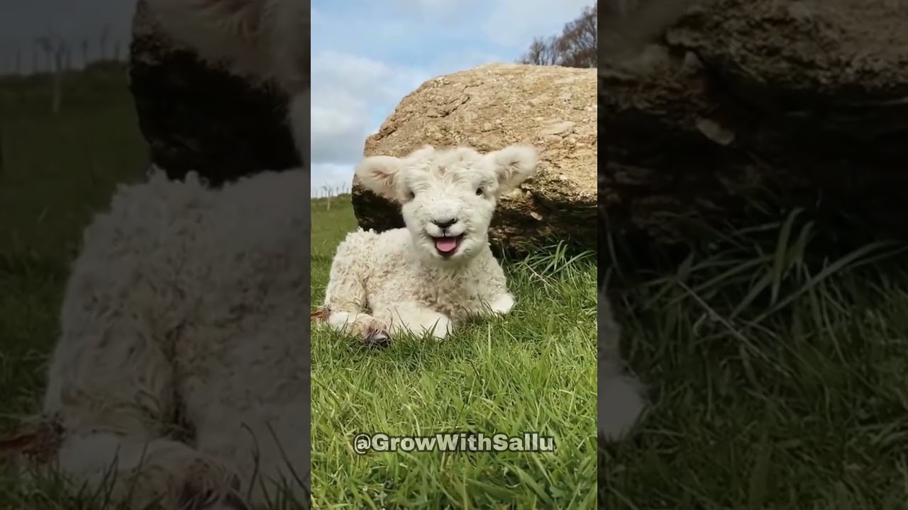 Before & After Animals Growing Up. Amazing Animal Transformation Part : 06.