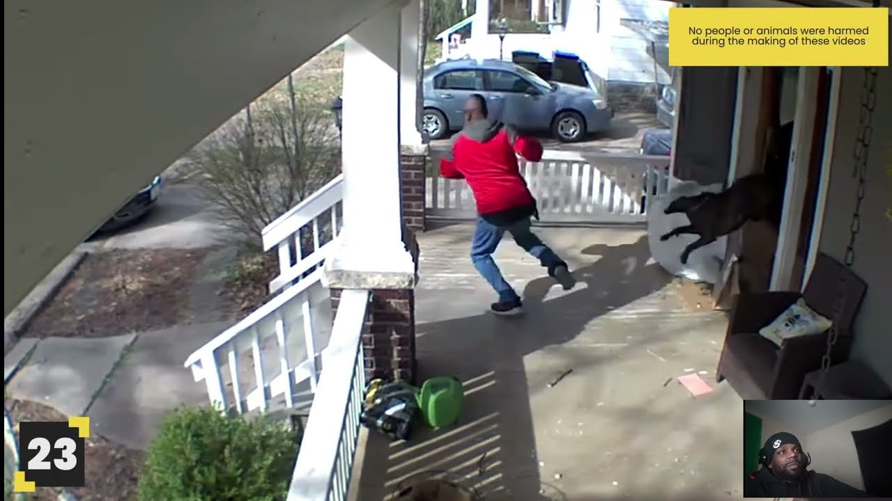 delivery man vs Dogs