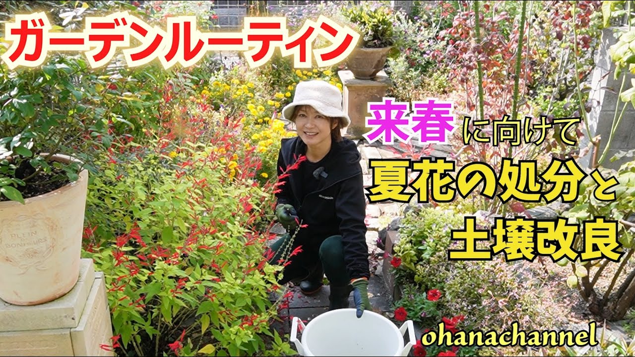 【ガーデンルーティン】来春に向けて💪夏花の処分と土壌改良 ｟春に植えた植物 ➡ 秋、どんな感じに育ったか｠｟越冬する植物の堀り上げ｠など11月の庭作業