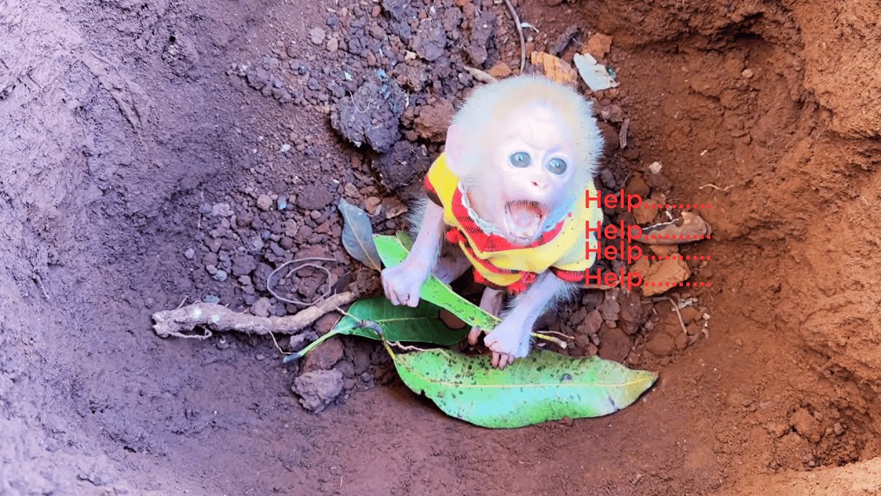 Baby Monkey BuNa Calls for Help — What Kyo Did Next Was Totally Unexpected 😲🐒