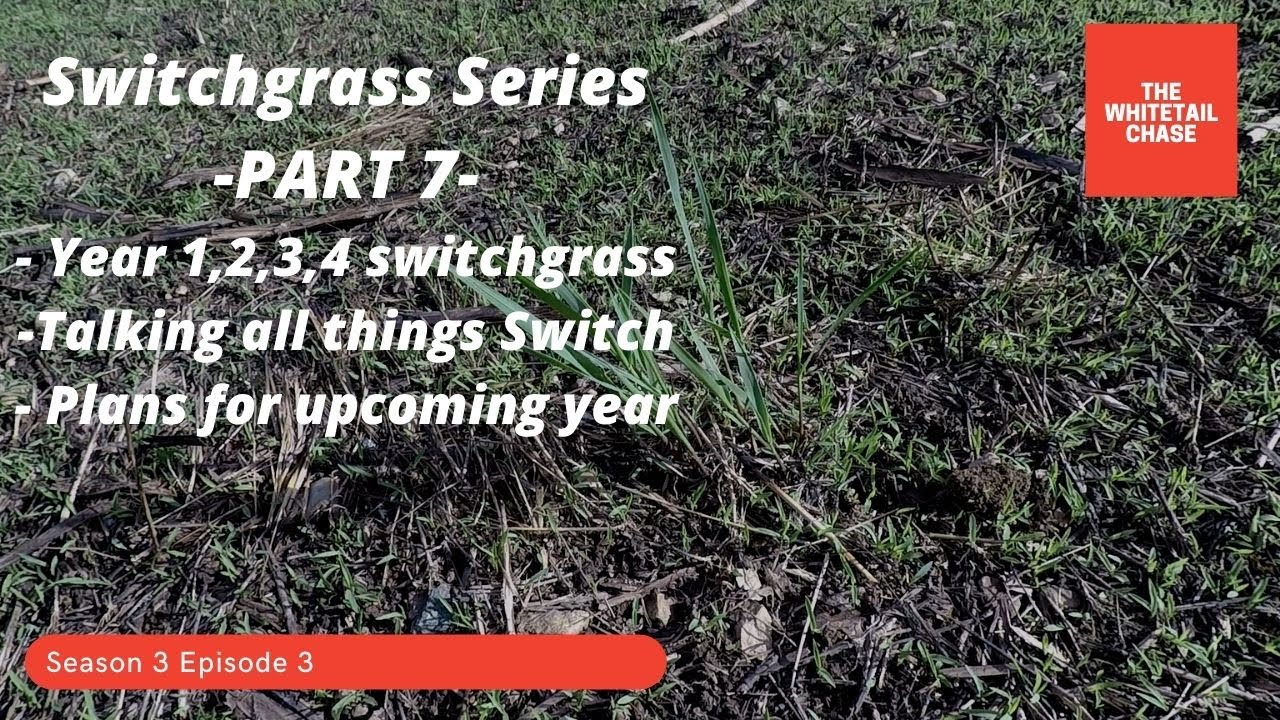 Switchgrass Series -Part 7-