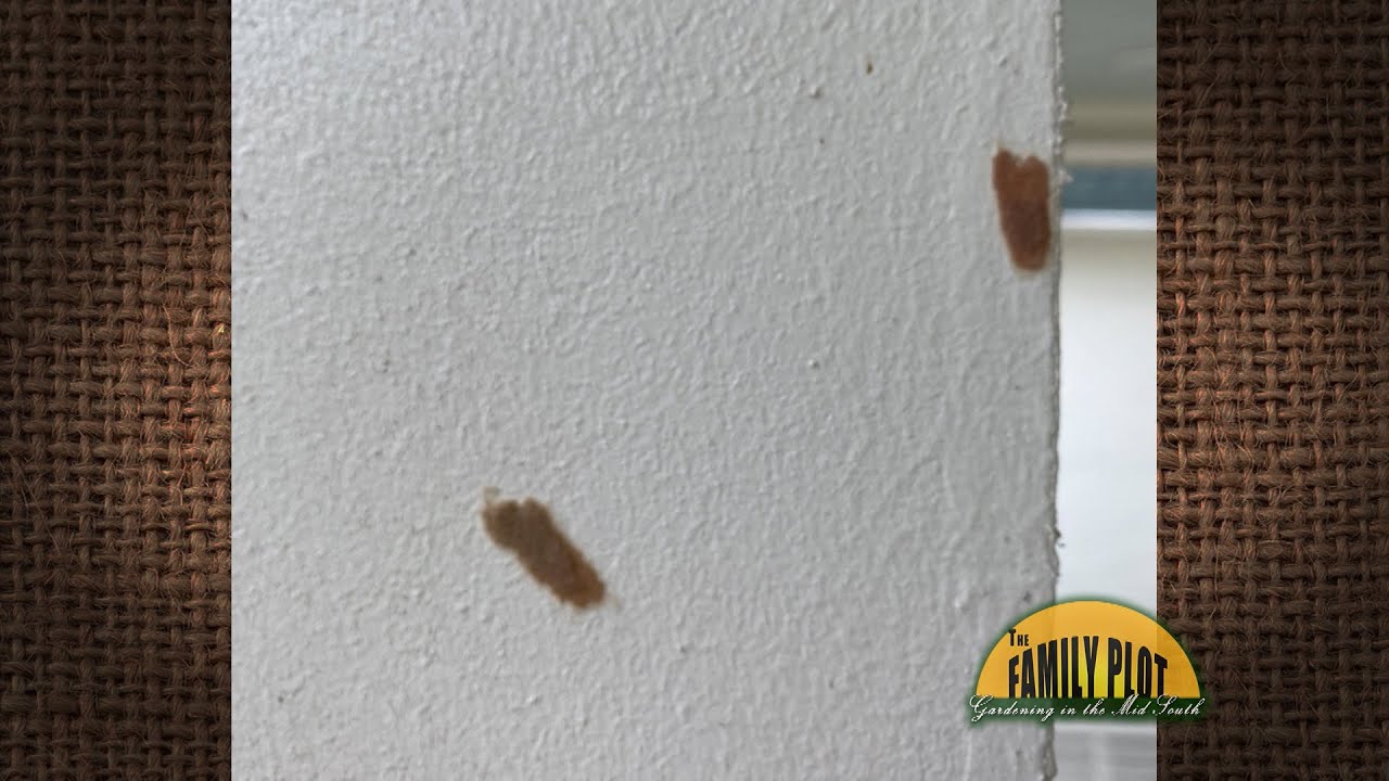 Q&A – What are these egg clusters on my porch and ceiling fans?