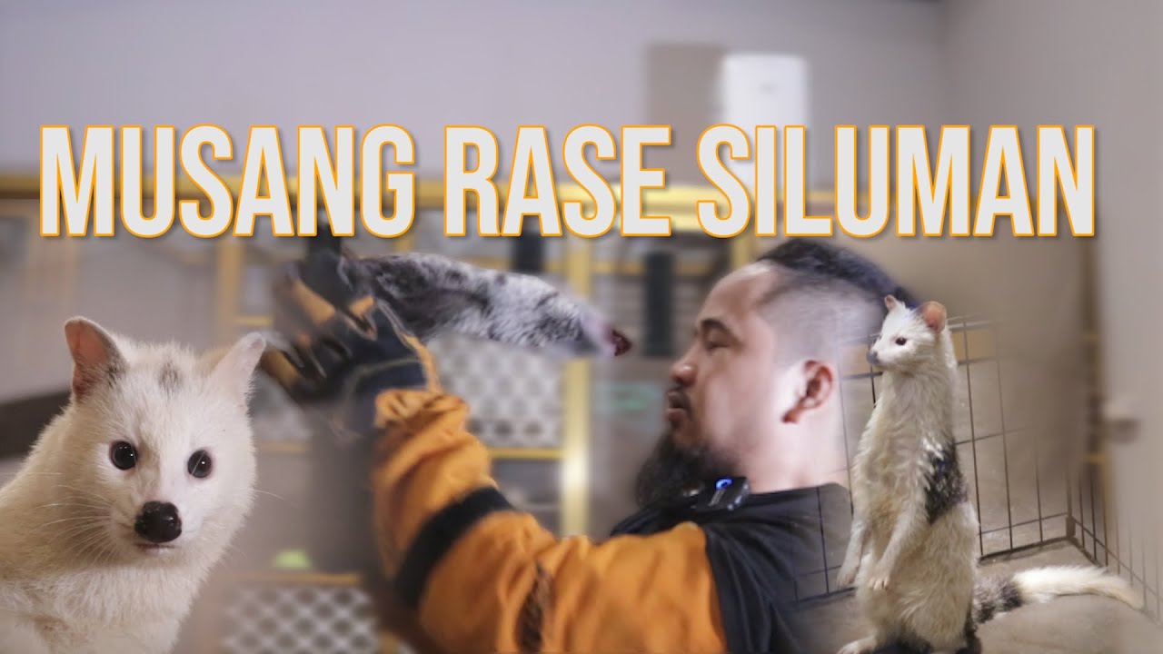 MUSANG RASE PIED