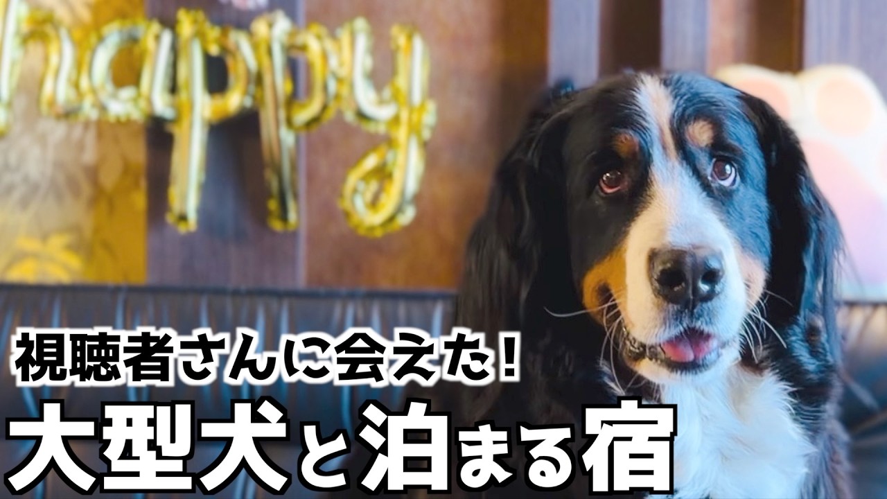 大型犬と泊まる宿‼️偶然視聴者さんに会えたバーニーズマウンテンドッグ🐾