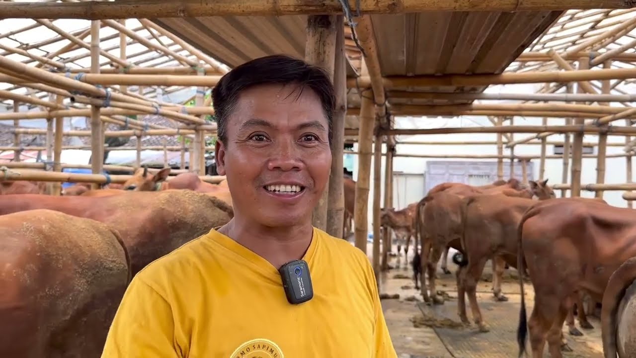 PUSAT SAPI QURBAN MADURA, tips penangkal PMK 🔥
