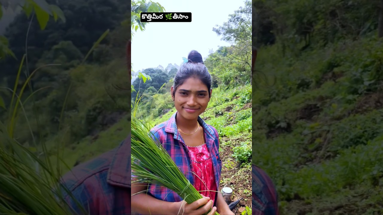 🌿మా కొత్తిమీర ఈరోజు తీస్తున్నం || Araku tribes forming kothimira 🌿