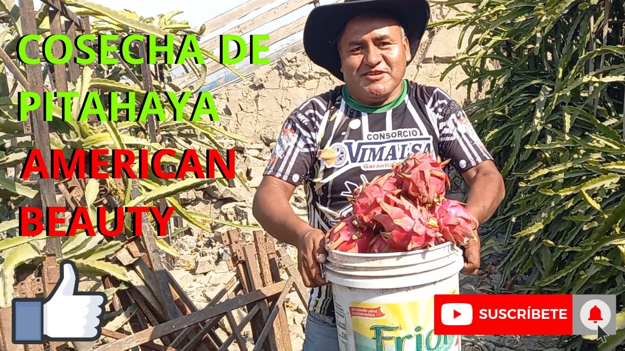 COSECHA DE PITAHAYA AMERICAN BEAUTY