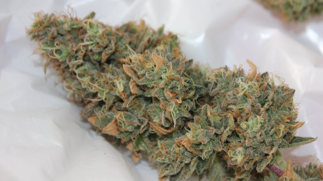How I Grew Big Buds ! Wedding Cake X Jungle Cake Harvest! Week 9 / Day 63 Flower #GrowSeries