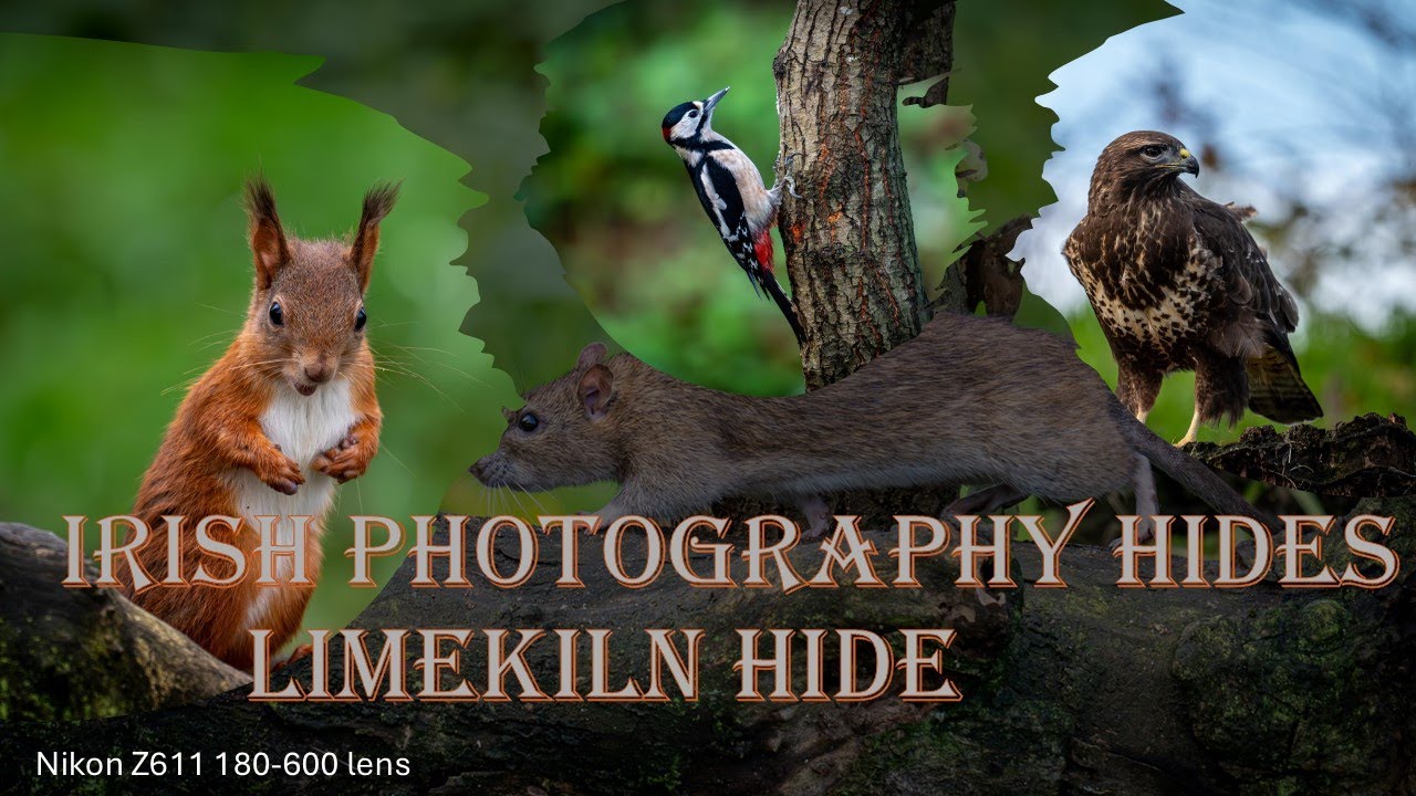 Irish Wildlife and Nature. Day Out @ Irish Photography Hides