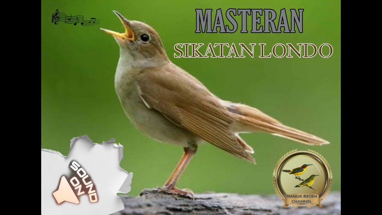 Suara Masteran Burung Sikatan Londo | Nightingale Sound