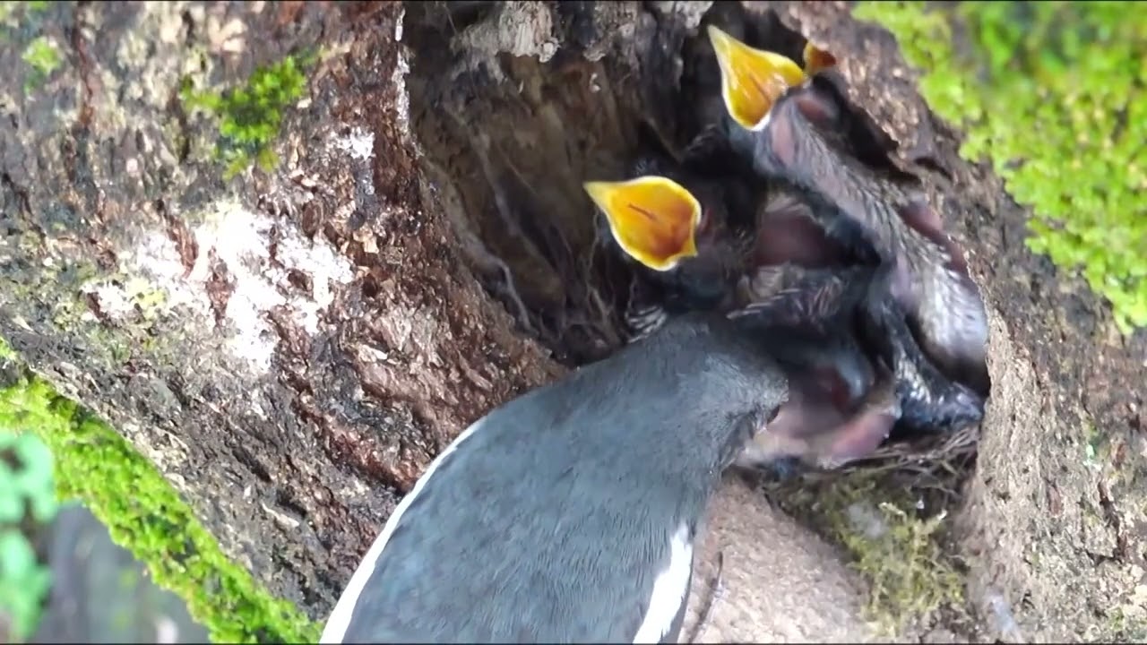 Nd&euml;rtimi i parqeve t&euml; para komb&euml;tare n&euml; Kin&euml; ka arritur rezultate t&euml; dukshme pozitive