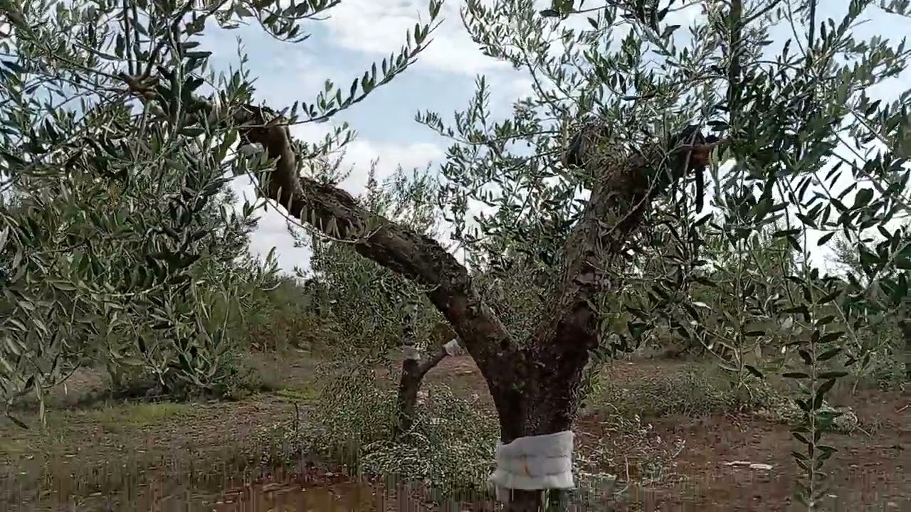 Innesti di 17 mesi
