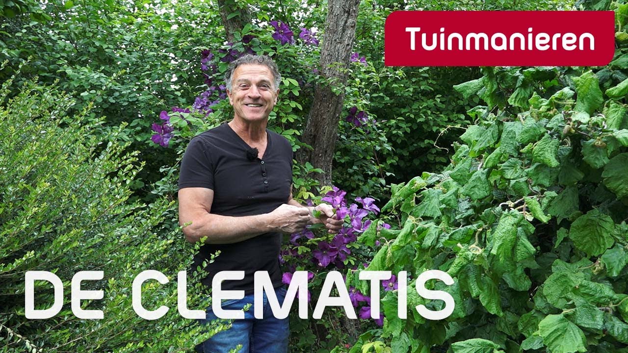 De Clematis, klimplant met prachtige bloemen | Plantenkennis |Tuinmanieren